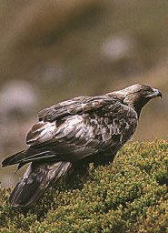 golden eagle