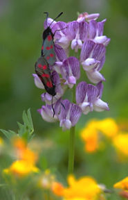 wood vetch and burnet moths