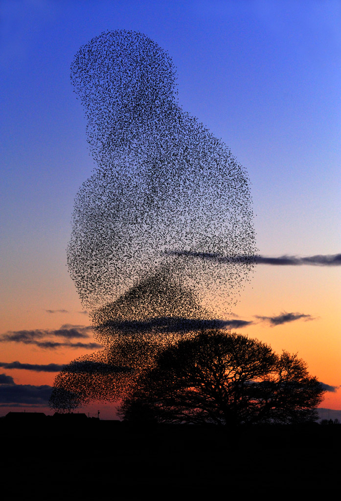 starling 0025  PORTFOLIO GALLERY.jpg