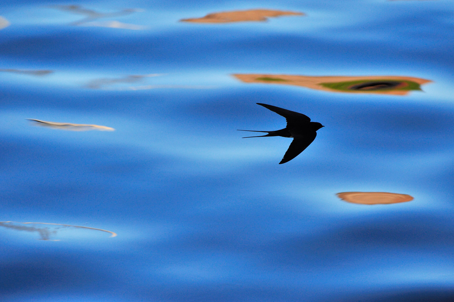 swallow 0015  PORTFOLIO GALLERY.jpg